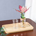 Miniatyrbillede 6 af 8: Lazy Transparent Flowerpot Hydroponic Automatisk Vandabsorption A