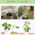 Miniatyrbillede 3 af 5: Trellis for Potted s Trellis Indendørs træ honeycomb form
