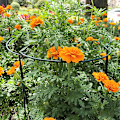 Miniatyrbilde 4 av 8: Hagesupport Blomsterstativ Gjenbrukbar Hagebeskyttelse Fiks 50CM