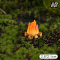 Miniatyrbilde 1 av 8: Primitiv mann leirbål  brannmodell harpiks flamme kunstig mikro A7