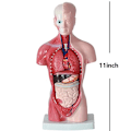 Miniatyrbilde 2 av 8: Unisex menneskelig overkropp Anatomi Anatomisk modell