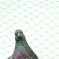 Miniatyrbillede 2 af 7: 4X10M Havedam Net Plantebeskyttelse Frugtbeskyttelse Mesh Anti Fuglenet Grøntsagsafgrøder-XF3-