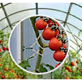 Miniatyrbild 3 av 5: 50-pack växthusklämmor - Växthusklämmor - Enkel installation Litet växthus Svart plastklämma Fästspänne för korg Blomkruka 50 st-XF4-