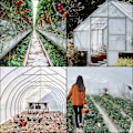 Pikkukuva 3 / 5: Kasvihuonekalvo, kasvihuonepolyeteni 16' x 25' kasvihuonekalvo 4,9 x 7,6 m