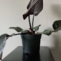 Pikkukuva 10 / 11: 20 kpl - Istutusruukut / Ruukut - 16 cm Black Svart