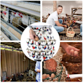 Miniatyrbilde 2 av 5: Egg-samlingsforkle, Egg-samlingsforkle med 12 egglommer