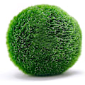 Miniatyrbillede 4 af 5: 10 Marimo Moskugler 2,5 cm, Simuleringsgrøn Algebold