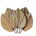 Miniatyrbillede 2 af 5: Tørrede blade R 5 stk. - 45 cm H X 25 cm B blad