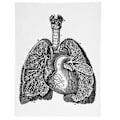 Miniatyrbild 1 av 5: Anatomisk Canvas, Anatomisk Canvas Retro Dekorativ Väggkonst Dekoration Retro Hängande Målning Smidig Funktion