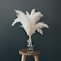 Miniatyrbillede 2 af 5: Hvid Pampasgræs - 10 Pampas Stængler af Fluffy Pampasgræs til Bryllup, Hjem og Event Dekoration - Dr