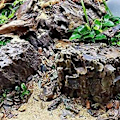 Miniatyrbillede 4 af 5: Lar D Grene Reptiler Rium Tank Rotte Tank Hule Ut