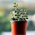 Miniatyrbillede 3 af 5: 8 stk. Vandstandsindikator til blomsterpotter til indendørs planter, meget velegnet til hobbygartnere