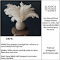Miniatyrbillede 4 af 5: Hvid Pampasgræs - 10 Pampas Stængler af Fluffy Pampasgræs til Bryllup, Hjem og Event Dekoration - Dr