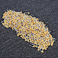 Miniatyrbillede 3 af 4: 1000 stk. Monolitisk Kondensator 5.08MM DC50V 470PF 10% Keramisk Kondensator Tilbehør