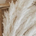 Miniatyrbillede 5 af 5: Hvid Pampasgræs - 10 Pampas Stængler af Fluffy Pampasgræs til Bryllup, Hjem og Event Dekoration - Dr