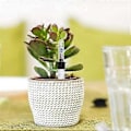 Miniatyrbillede 5 af 5: 8 stk. Vandstandsindikator til blomsterpotter til indendørs planter, meget velegnet til hobbygartnere