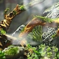 Miniatyrbillede 5 af 5: Lar D Grene Reptiler Rium Tank Rotte Tank Hule Ut