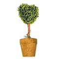Miniatyrbillede 2 af 5: En Græskugle Topiary Træ Pot Tørret Plante Til Bryllup R(-sd)