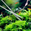 Miniatyrbillede 3 af 5: Akvarium Plant Saks Rustfrit Stål Bølge Saks til Fisketank Planter 25CM