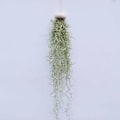 Miniatyrbillede 3 af 5: 3 stk. Små ornamenter af muslingeskaller og søpindsvinskal (ekskl. planter)