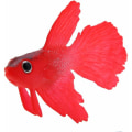 Miniatyrbild 3 av 5: Akvarium Plast Swimbait Fisk, SiliCone Liten Fisk Realistisk och Falsk Akvarium Dekoration (Röd Betta)-Fei Yu