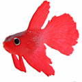 Miniatyrbillede 3 af 5: Akvarie Plast Swimbait Fisk, SiliCone Lille Fisk Realistisk og Falsk Akvarie Dekoration (Rød Betta)-Fei Yu