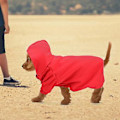 Miniatyrbillede 5 af 5: Sød Polyester Kæledyr Vinter Varm Hættetrøje Sweatshirt Tøj Frakke til Hunde Hvalpe Katte (Rød XL)
