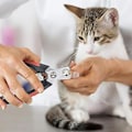 Miniatyrbillede 3 af 5: Kæledyrstrimmerklipper af mindre stål til kæledyrspleje af hunde, katte, S, S osv.