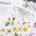 Miniatyrbild 5 av 5: Naturliga torkade pressade blommor, vackra riktiga torkade blommor blad kronblad pressade herbarium blomma för DIY harts hantverk gör konst blommig dekoration