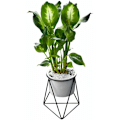 Miniatyrbild 1 av 5: Inomhuskrukor 6 tum Modern trädgård Keramisk rund skål med metall Luftväxt hållare för kaktus Suckulent planter (Vit+Svart)