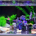 Miniatyrbillede 5 af 5: Akvarieplantedekorationer, Akvarieplanter Kunstige planter Akvarieornament akvariedekoration (10 stk forskelligt design)