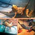 Miniatyrbilde 5 av 5: Reptilnett Hengekøyer for Slange Firfisle Reptil Firfisler Slange Hengekøye Firfisle Solseng Hjørne Reptil Hengekøye med Sugekopp Bærbar Nett Br