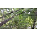 Miniatyrbillede 2 af 5: 2 stk. 1m x 1,5m plantebeskyttelsesnet, frugttrænet, frugttræ insektnet med snøre - fint net
