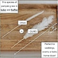 Miniatyrbillede 3 af 5: Hvid Pampasgræs - 10 Pampas Stængler af Fluffy Pampasgræs til Bryllup, Hjem og Event Dekoration - Dr