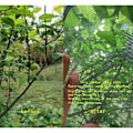 Miniatyrbillede 3 af 5: 2 stk. 1m x 1,5m plantebeskyttelsesnet, frugttrænet, frugttræ insektnet med snøre - fint net