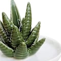 Pikkukuva 4 / 5: Keraaminen sormusteline, keraaminen sormusteline Aloe-sormuskoruteline Aloe-sormusteline huolellisesti suunniteltu