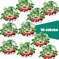 Miniatyrbillede 4 af 5: 10x Frugtmodnings Sæt Jordbær Modnings Jordbær Holder Sneglebeskytter Holder