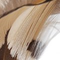 Miniatyrbild 4 av 8: 3 st Husdjursfjäderleksak Interaktiv Kattleksak Främjar Cirkulation Ångestminskning Plast Kattungeleksak för Inomhus Utomhus Rosafärgad
