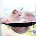 Miniatyrbild 4 av 5: Mysig Viloplats för Innekatter, Utrymmesbesparande Design Kattfönsterbräda med Starka Sugkoppar, Månformade Hyllor Monterade Kattbäddar för Fönster