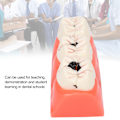 Miniatyrbild 7 av 8: Högt Simulerad Dental Undervisningshjälp, Syntetisk Hartstandmodell För Professionell Träning Och Utbildning, Tydlig Morfologisk Struktur, Vuxen