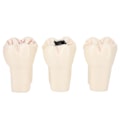 Miniatyrbild 8 av 8: Högt Simulerad Dental Undervisningshjälp, Syntetisk Hartstandmodell För Professionell Träning Och Utbildning, Tydlig Morfologisk Struktur, Vuxen