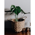 Miniatyrbillede 7 af 9: Blomsterstativ jernstøtte tråd have stativ fast pol plante støtte blomster søjle plante indsats, rustfrit stål (minimum parti af 20 pakker)