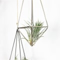 Miniatyrbillede 5 af 10: (Sort + kæde længde 17,5 cm) Luft ananas blomsterstand kan hænges med metal materiale.