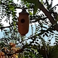 Pikkukuva 6 / 10: [MAPLE (KESKUS)] Kolibrikodin ulko- ja puutarhapihan riippuva koriste