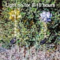 Miniatyrbillede 8 af 11: (2 stk. i æske, 10*8*41CM) Have solcellelys magisk vindmøllelys-guld (7 LED'er, 1 farvet lys, 6 varme lys)