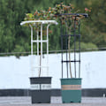 Miniatyrbillede 9 af 11: Enkelt cirkel paraply blomsterstand - sort, højde 155CM, cirkel diameter 25CM