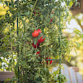 Miniatyrbillede 8 af 11: 12 stk. tomatobur-gitterstativ-forbindelser (grøn) (enkelt længde 25,4 cm)