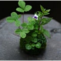 Miniatyrbilde 2 av 2: Sutong forbød salg av moseballer (A1) for å lage mosebonsai med planter