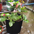 Miniatyrbillede 11 af 11: Transplant Posejordspose Plantevækstpose Ikke-vævet Filtpose Plantevækstpose - Grøn 2 Gallons Diameter 21*Højde 22cm