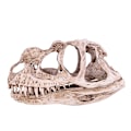 Miniatyrbillede 1 af 10: Resin Dinosaur Skull Model: Realistisk Dyreskelet til Hjem og Kontor Dekoration, Håndværk og Uddannelsesmæssig Visning